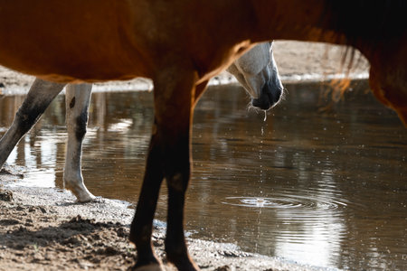 Horse drinking water from a puddle. Closeup.の写真素材
