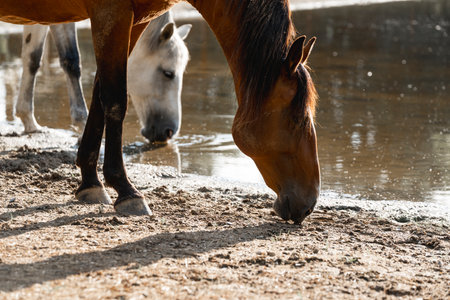 Horses in the paddock at the watering hole on a sunny dayの写真素材