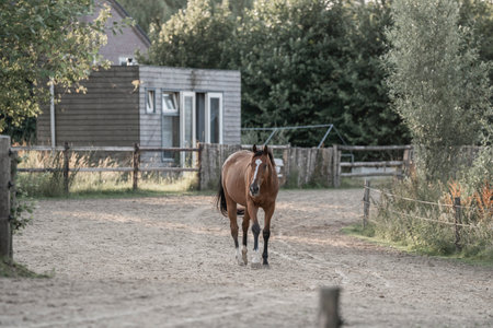 Horse in the paddock. Brown horse in the paddock.の写真素材