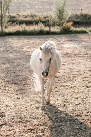 White horse in a paddock on a sunny day. Selective focus.の写真素材