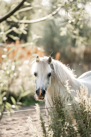 Beautiful white pony in a meadow with trees in the backgroundの写真素材