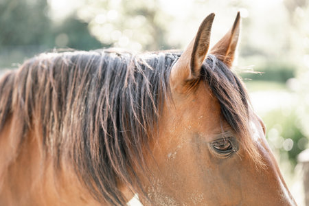 Close up of a brown horse looking at the camera in the countrysideの写真素材
