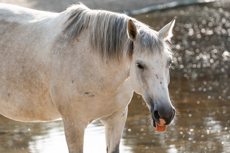 Beautiful white horse with long mane in water, close upの写真素材