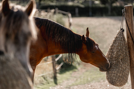 Horse in the paddock. Brown horse with long maneの写真素材