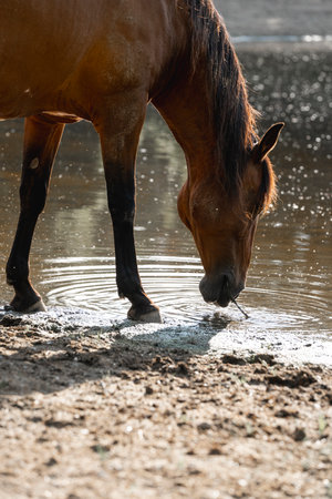 Horse drinking water from a puddle on a hot summer dayの写真素材