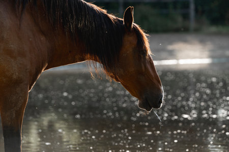 Beautiful brown horse standing in a water puddle and looking at cameraの写真素材