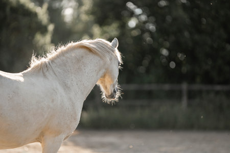 Beautiful white arabian stallion with long mane portraitの写真素材