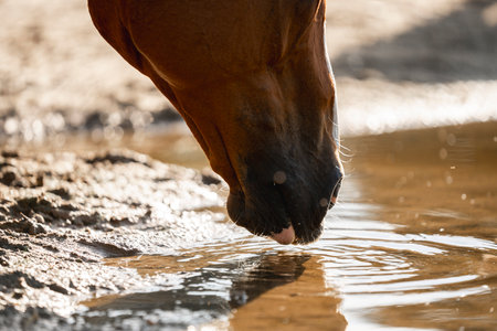Horse drinking water from a pool in a hot summer day.の写真素材