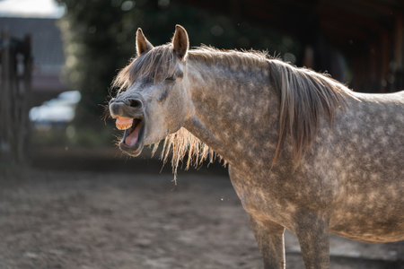 Portrait of a beautiful young gray horse in the corral.の写真素材
