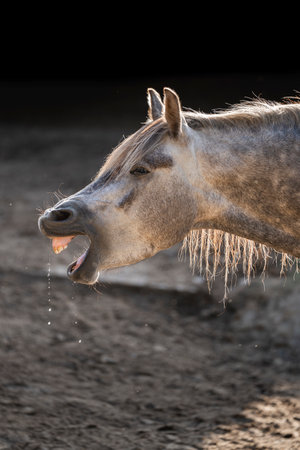 A head shot of a horse yawning in the paddock.の写真素材