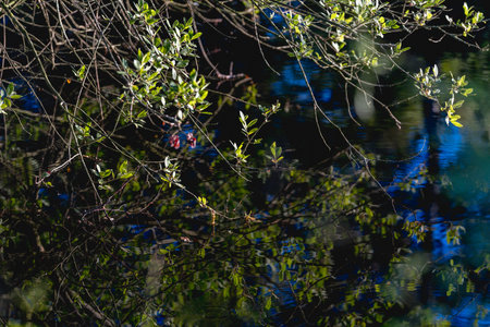 Branch with green leaves on a background of dark blue water.の写真素材