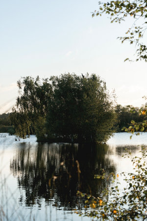 Willow trees on the bank of the lake in the evening.の写真素材