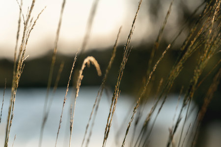 Silhouette of grass on the lake at sunset, shallow depth of fieldの写真素材