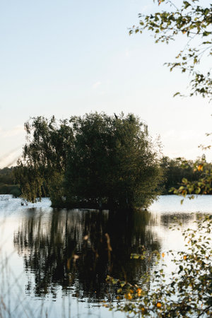 Willow trees on the shore of a lake in the park.の写真素材
