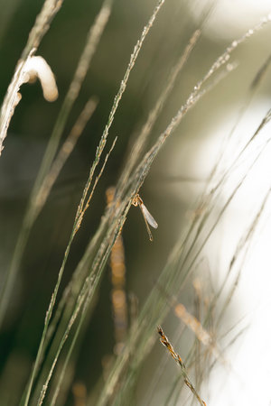 dragonfly on grass in the morning sun. shallow depth of field