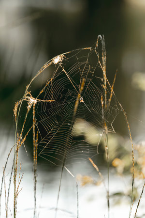 spider web on the grass in the winter forest. shallow depth of fieldの写真素材