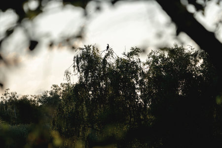 Silhouette of a bird on a tree in the forest.の写真素材