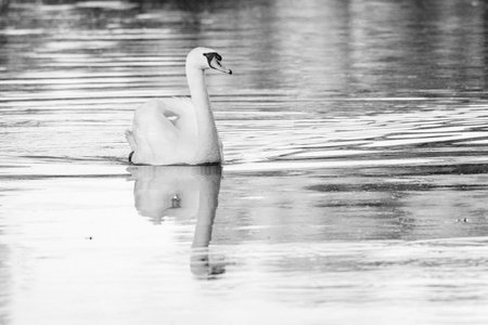 White swan swimming in the lake. Black and white photo.の写真素材