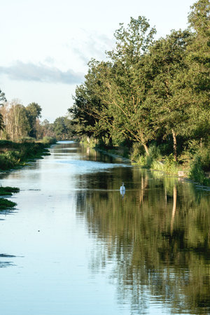 swan swimming on the river in the countryside, beautiful photo digital pictureの写真素材
