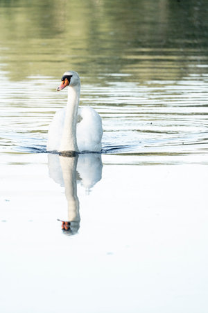 swan on blue lake water in sunny day, swans on pond, nature seriesの写真素材