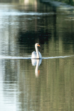 swan on the lake in sunny day, swans on pond, nature seriesの写真素材