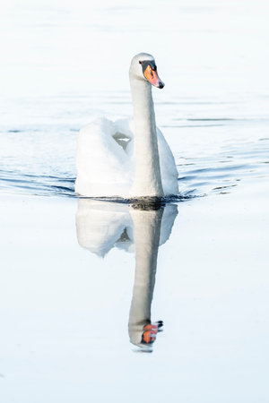 swan on blue lake water in sunny day, swans on pond, nature seriesの写真素材