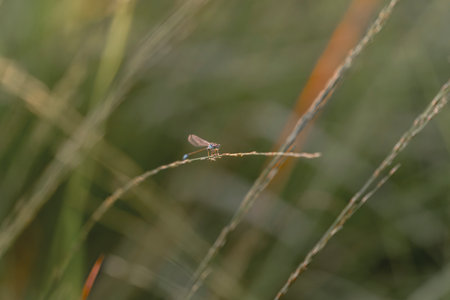 dragonfly on a branch of grass in the morning sun. macro