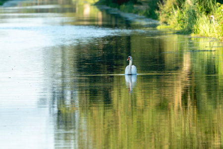 swan swimming on the lake with reflection in the water, nature seriesの写真素材