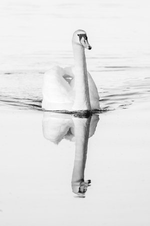 swan on blue lake water in sunny day, swans on pond, nature seriesの写真素材