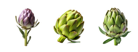 Set of artichokes isolated on white background. Generative AIの素材