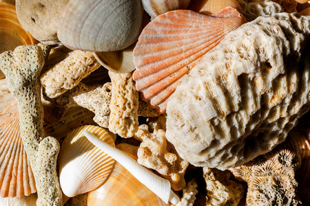Seashells and corals background. sea life concept
