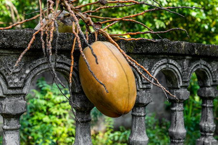 Pumpkin hanging on a stone fence in the garden, Thailand.の写真素材