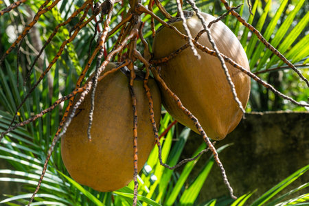 Coconut fruit on the tree in the garden, Thailand.の写真素材