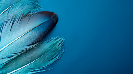 Beautiful color feathers on blue background, feather texture, closeupの素材