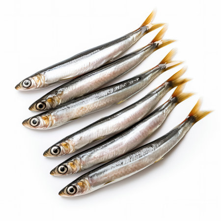 Anchovies full fish isolated on white background top viewの素材