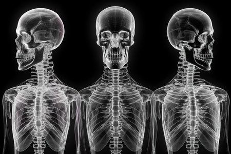 A human skeleton depicted in three different viewsの素材