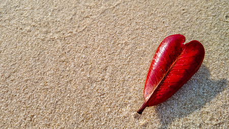 A single vibrant red leaf resting on a textured sandy background, symbolizing the concept of change or the arrival of autumnの写真素材