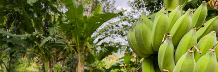 A bunch of unripe bananas hanging from a plant in a tropical agricultural settingの写真素材