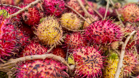 A vibrant close up of ripe rambutan fruits showcasing their distinctive hairy shellsの写真素材