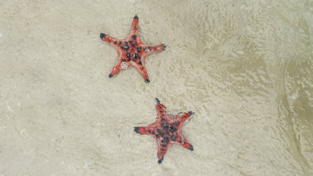 Two red starfish on a sandy beach with clear shallow water, depicting marine life or a tropical vacation conceptの写真素材