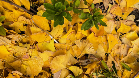 Fallen leaves of ginkgo biloba on the ground.の写真素材