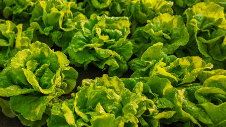 Fresh green lettuce with water droplets glistening in sunlight, organic garden produce concept