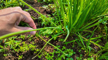 Close up of a persons hand weeding in a garden, showing fresh green grass and soil in the sunlight,...