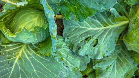 Close up view of fresh green cabbage leaves with water droplets in an organic garden, showcasing...