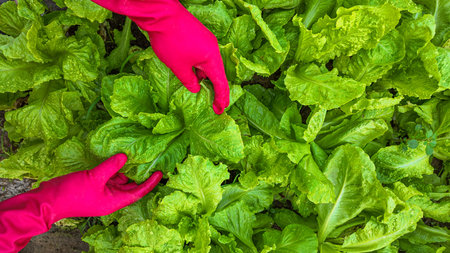 Hands in pink gloves caring for fresh green lettuce in a garden, concept of organic farming and...