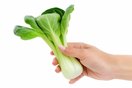 A hand holding a fresh bok choy Pak Choi with a clean white isolated background, perfect for text space and healthy food conceptsの素材