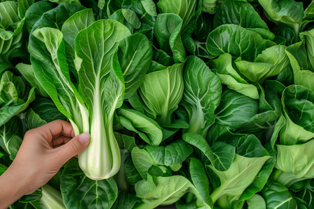Hand selecting fresh bok choy from a vibrant, green leafy background, ideal for healthy lifestyle and nutrition concepts with copy spaceの素材