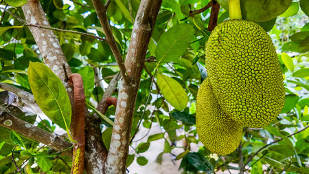 Ripe jackfruit hanging on a tree, showcasing its textured surface amidst lush green leaves, ideal...