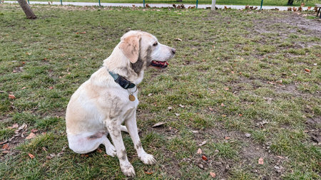 A calm Labrador Retriever sits on grassy park grounds, embodying companionship and outdoor leisure...