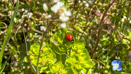 ladybug on a green plant in the meadow in spring